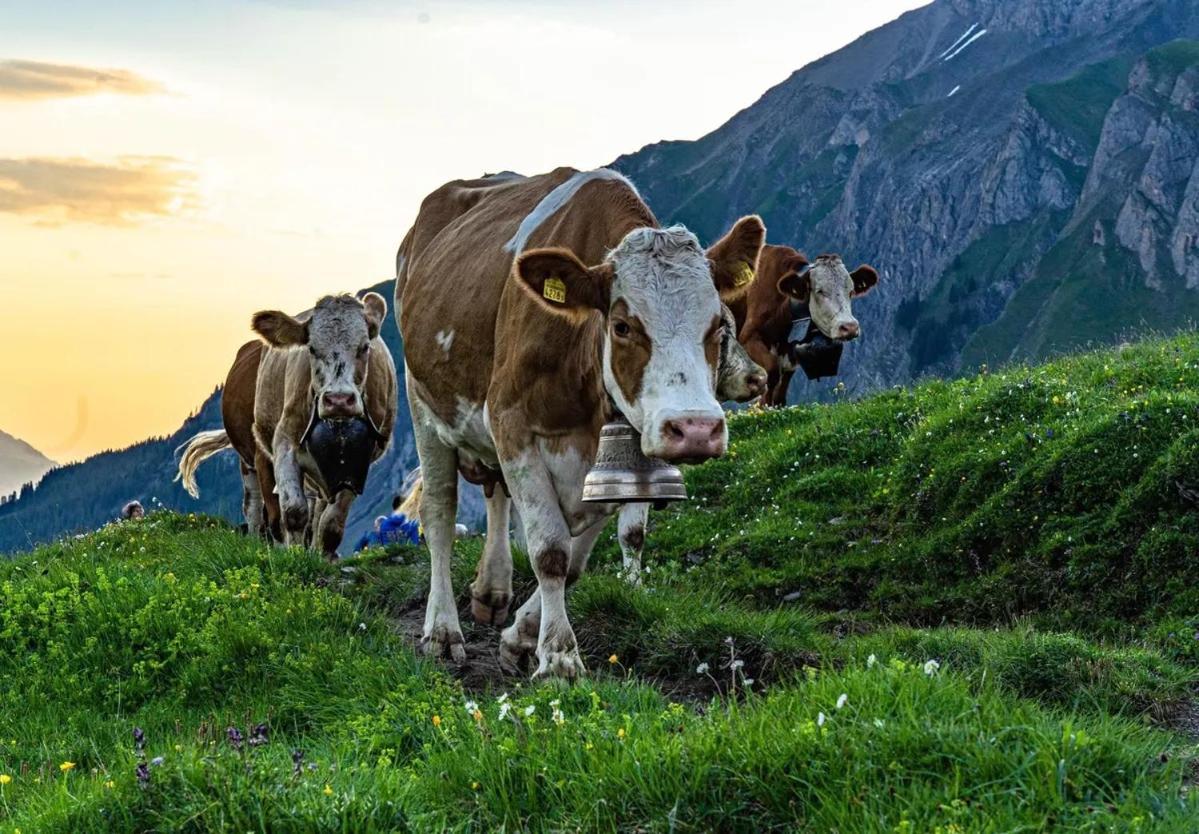Edelweiss 4 Zi Ferienwohnung In Landhaus Frutigen Zewnętrze zdjęcie